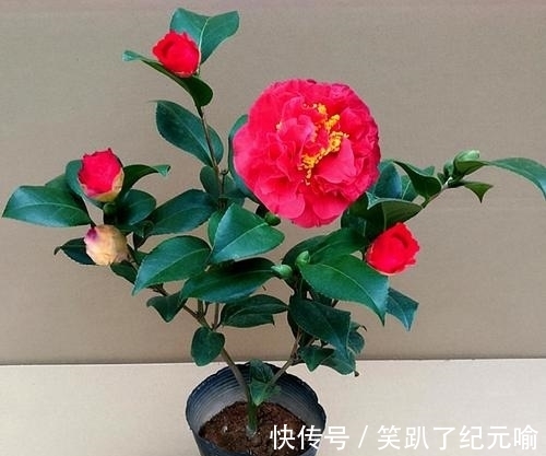 月季|不要只会种月季，这种花开花多还容易养活，快来看看吧