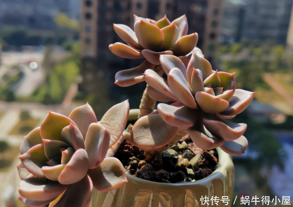 尽管红粉佳人是普货多肉品种,但是出状态之后,一点都不比贵货差