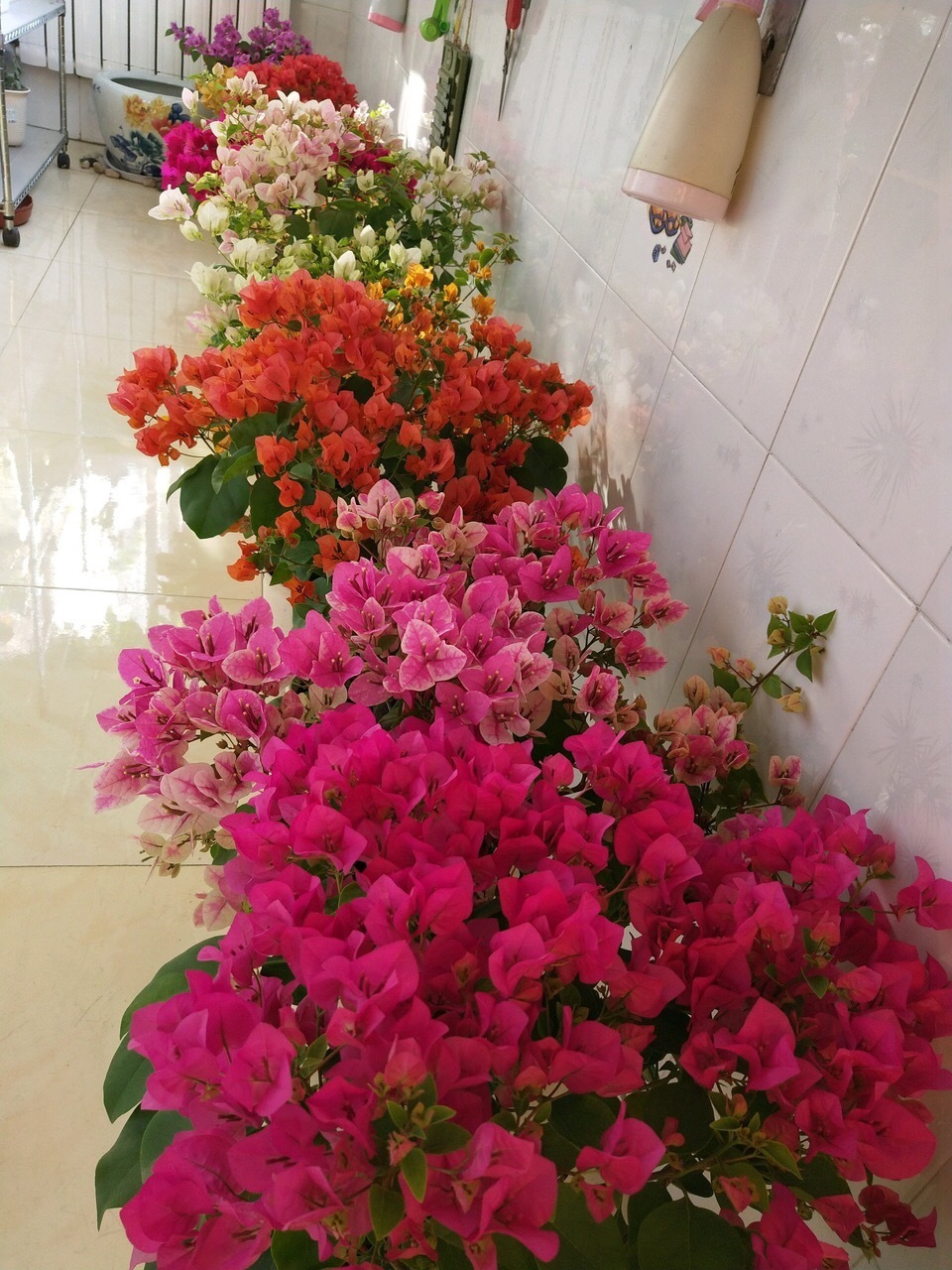 三角梅“睡醒了”，剪几刀、喝点“营养水”，直冒新芽，盛夏开花