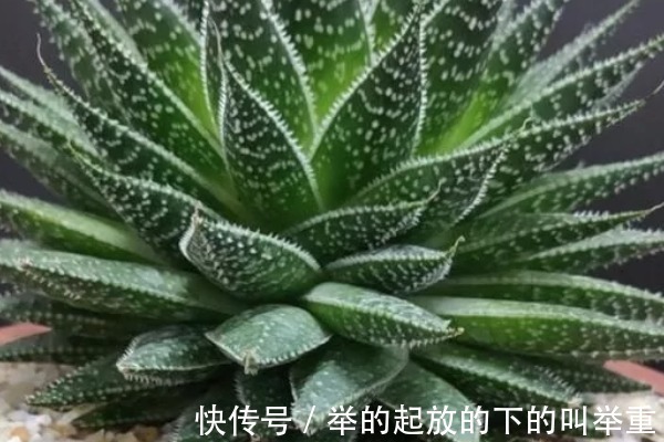 芦荟|家里养4种耐旱花,一月浇1次就能长得很好,适合新手!