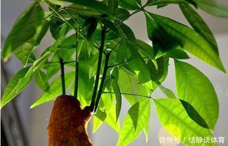 开春别换盆了,这7种东西撒土里,花吃了新叶子呼呼冒!