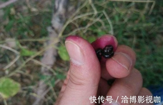 宝贝|农村一种野菜被城里人当宝贝,原来叶子好吃,一斤二十块供不应求