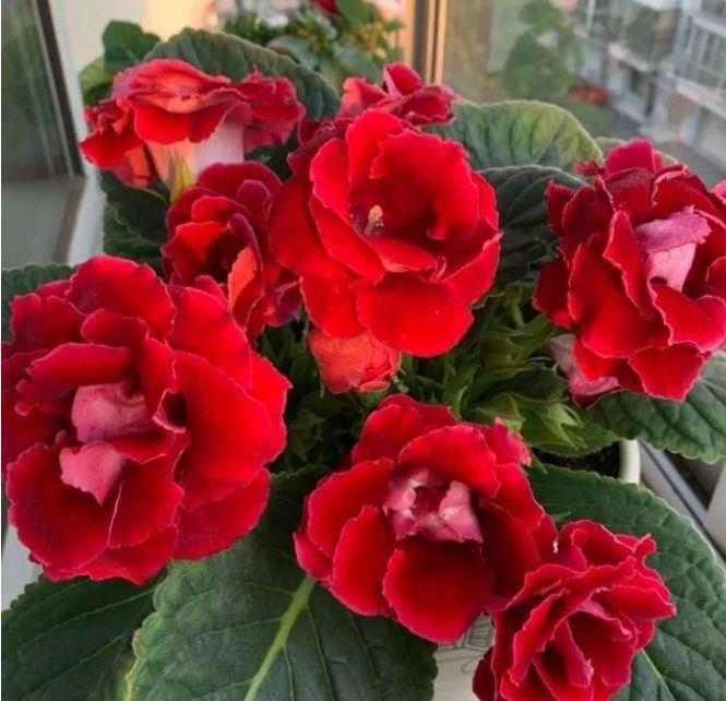 超好养的4种花,浇点水就疯长,开花一茬接一茬