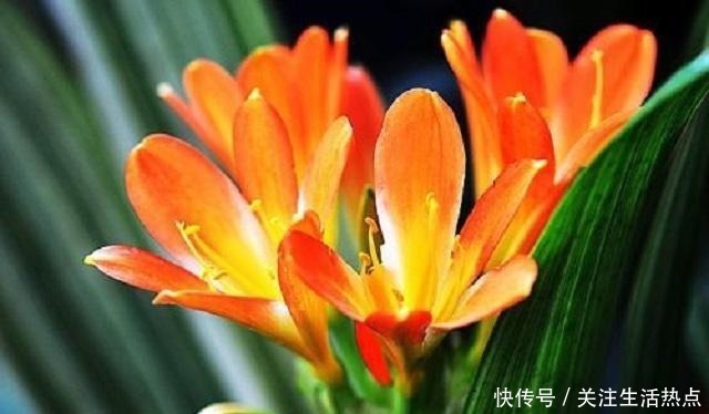 君子兰长势慢，别傻傻直接施肥，这点是重中之重，能让它轻松旺盛！