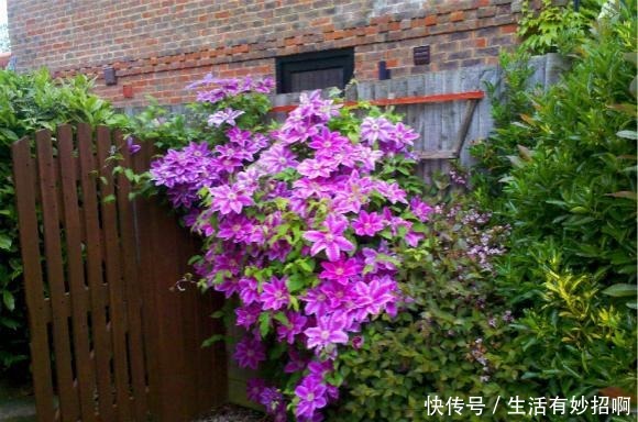 最漂亮的“爬墙花”,开花漂亮赛牡丹,连皇家花园都种它,值得养!