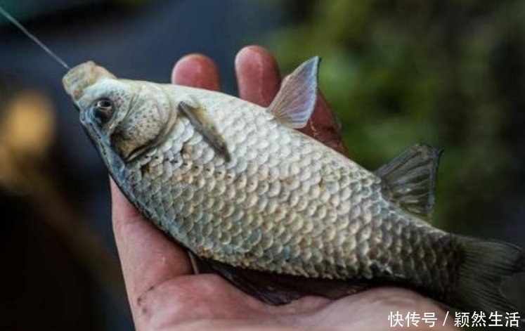 野生|老钓友私藏配方，专攻野生鲫鱼，制作简单效果好，别错过