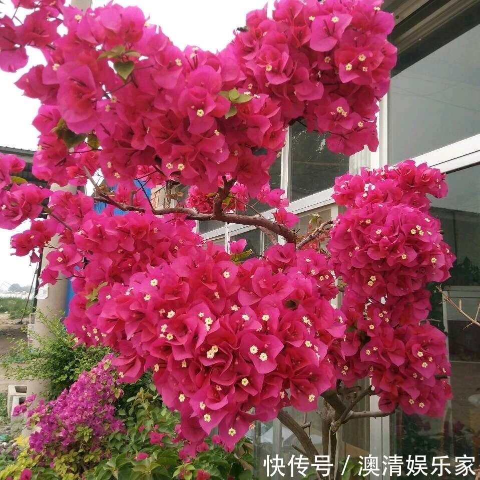 浇水|1种花，比绿萝好养、比月季花多，浇水疯长，开花三季，邻居羡慕