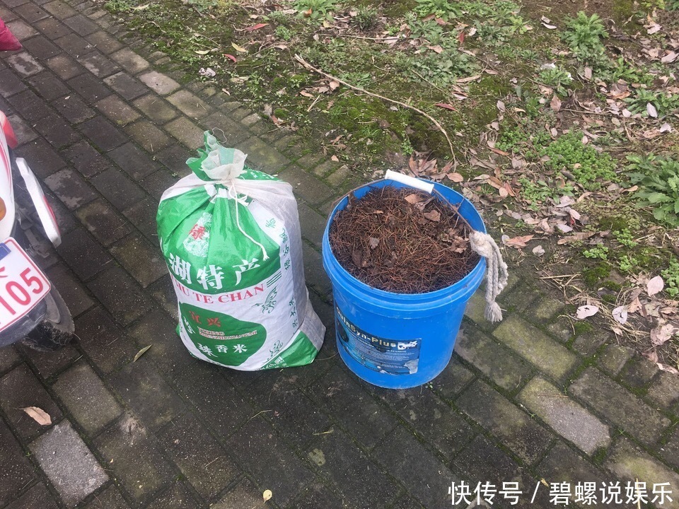 养花土“别买”,出门挖“2桶”,花卉不烂根、不黄叶,根粗叶绿