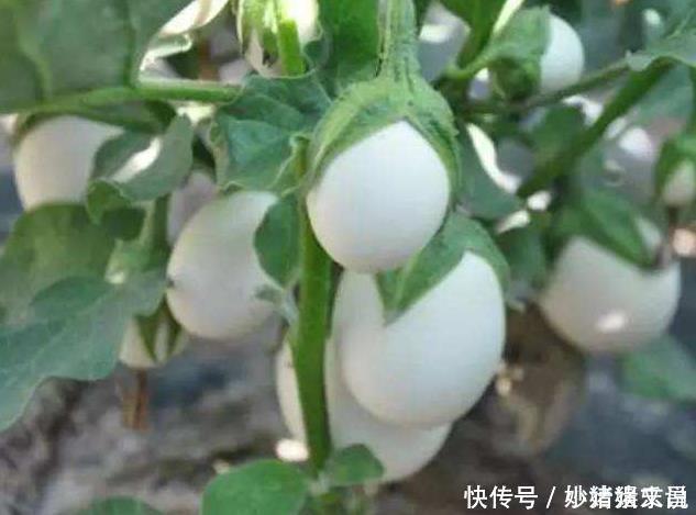 阳台|婆婆在阳台种“鸡蛋”，1盆能结“30个”，全家够吃，邻居太羡慕