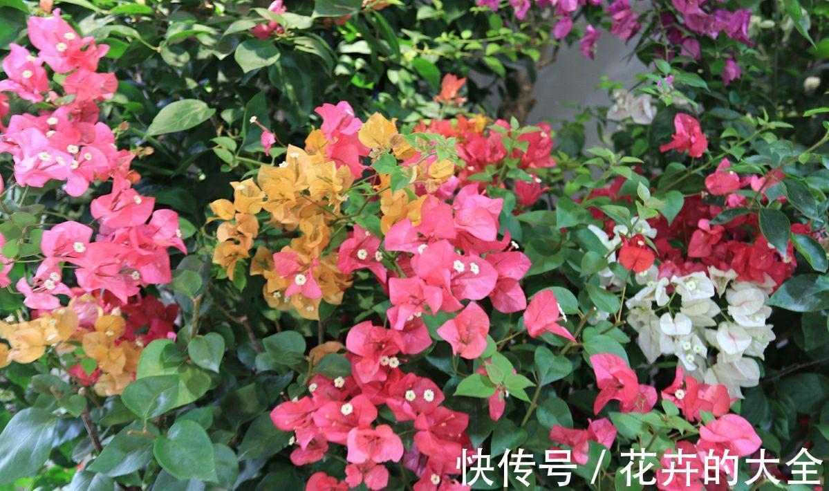 板结|八月养三角梅,勤做4件事,再次开成大花球