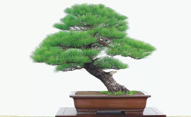 要点|苗木进行扦插繁殖时,记住扦插的要点,繁殖成活率高