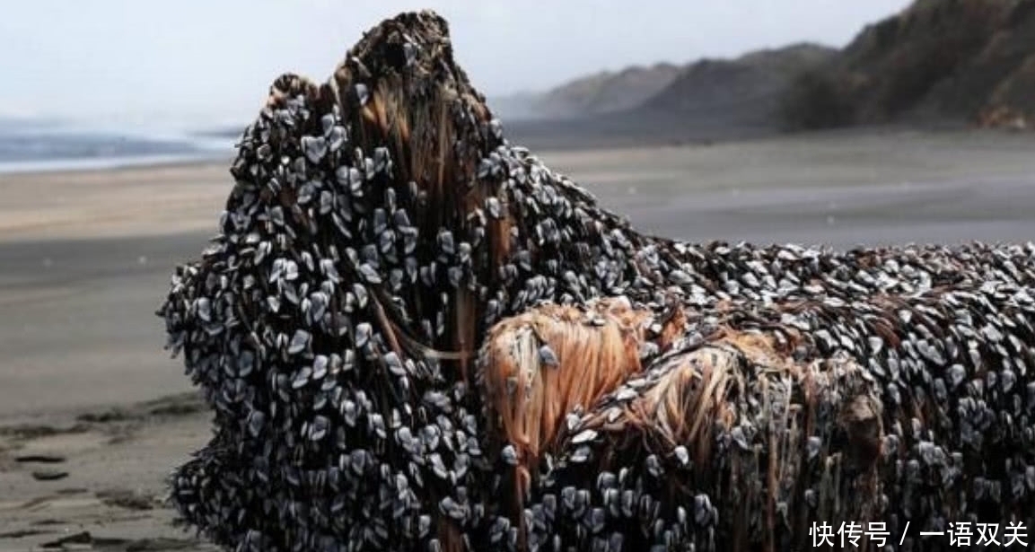 人因|世界上最昂贵也是最危险的海鲜之一,每年有无数人因采摘它而受伤