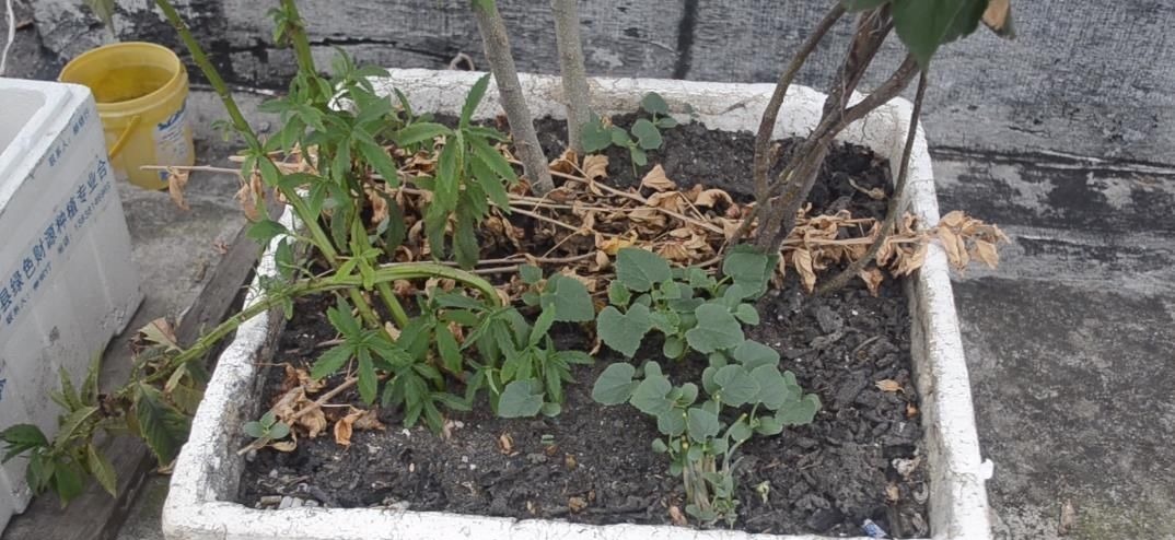 塑料瓶上绑2根筷子, 这个作用太棒了, 解决了很多家庭的烦恼