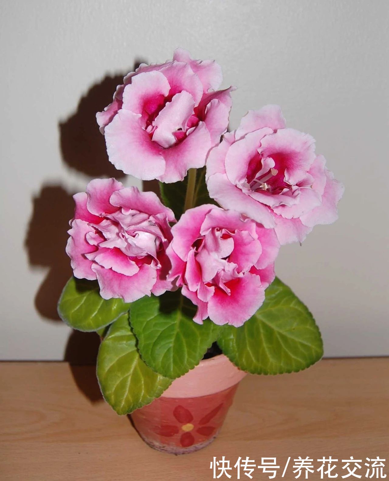  植物|耐阴室内开花植物“大家族”，低光照可开花，植株小巧，适合新手