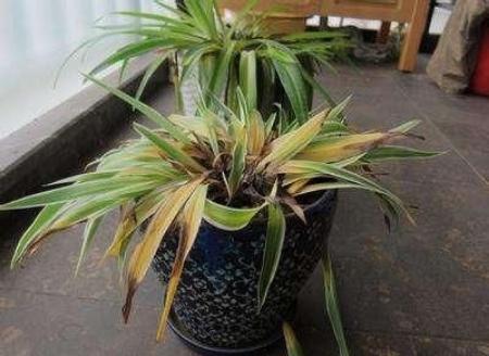 4种“废料”放盆底，烂根积水都不怕，养花其实很简单！