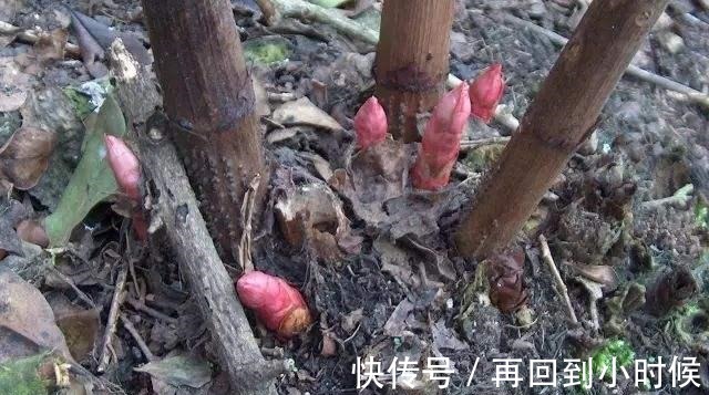 屋前屋后见到这草,二话不说赶紧拔,小心爬的满家都是!