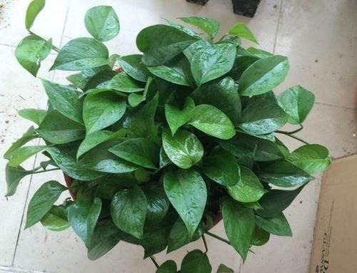 黄豆|养绿萝的小妙招,盆中加一点“它”,一年顺利养百盆,翠绿无黄叶