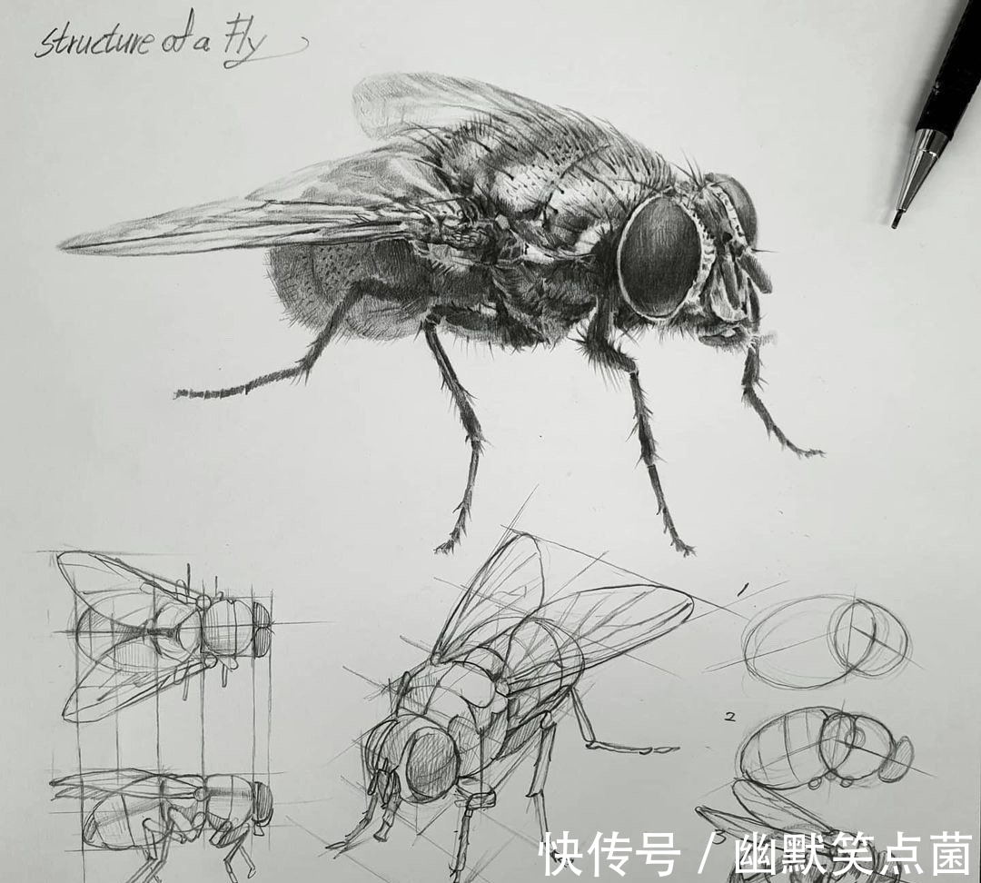 透视#动物素描很难画出体积感？其实是你的造型不对，老师都这样画的