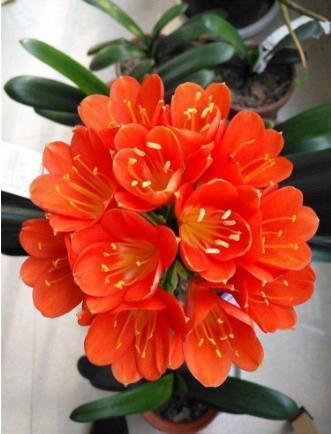 君子兰|君子兰迟迟“不开花”,埋上几块“它”,根壮叶多,开满花,喜庆