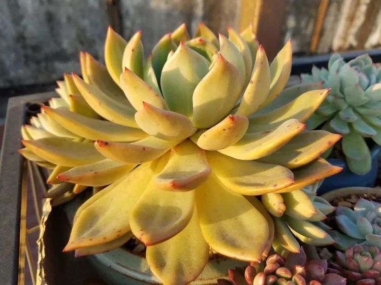 养肉三年,分享养肉经验,谈谈适合逆开挂区的多肉!