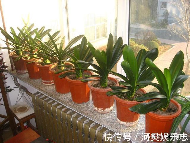 养君子兰，一片叶也别剪，否则一朵花也不开，叶片越多越开花