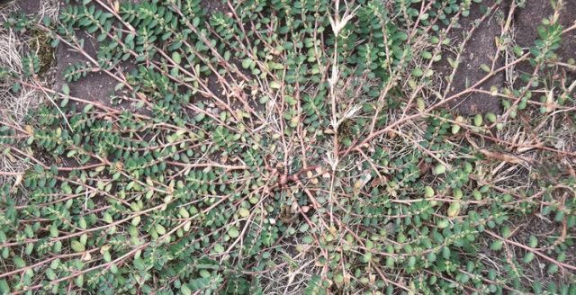 农作物|人称“根王”,却常遭踩踏,或除掉,殊不知,价值非常珍贵