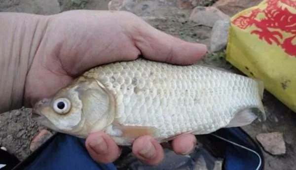 冬钓扑空的三种原因,不必烦恼也不必封竿,3分钟高效解决