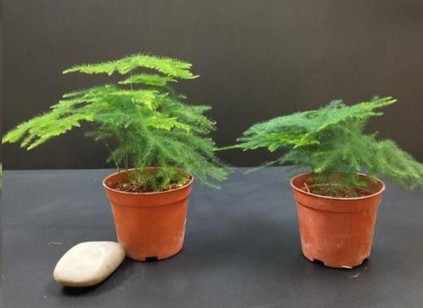 文竹|文竹与云竹有什么区别做好这两点,居然发现没区别