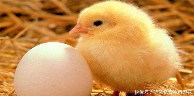 “先有鸡,还是先有蛋”今天终于知道了答案!