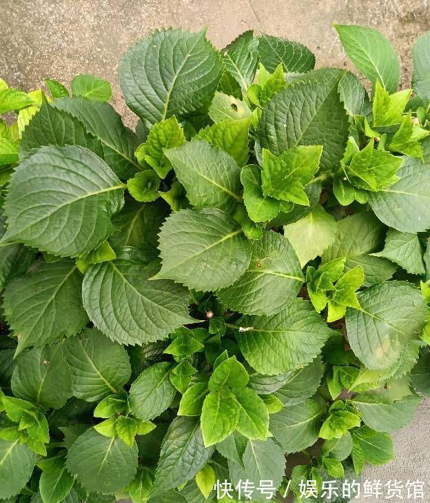 盆栽|夏天里这5种花,爱喝水是大水桶,每天浇水才能枝叶翠绿长势旺