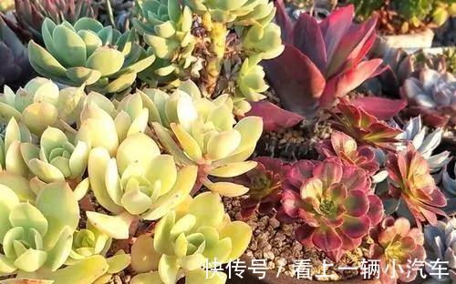 多肉不缓苗就白买了,活不过2周就死了,教你正确缓苗方法