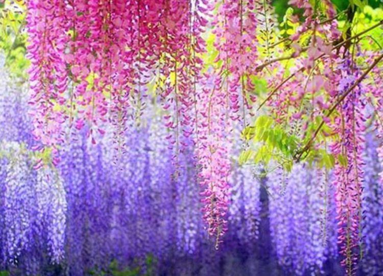 几款艳美的花卉，花大色艳花期长，好运财运来，家中必备