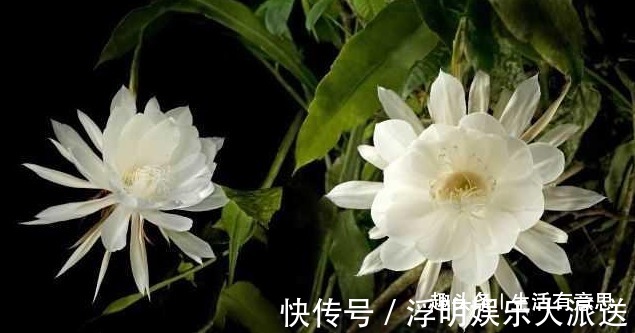 关键|令箭荷花和昙花,不能这么种,这是关键,犯了不如不种!