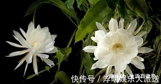 关键|令箭荷花和昙花，不能这么种，这是关键，犯了不如不种！