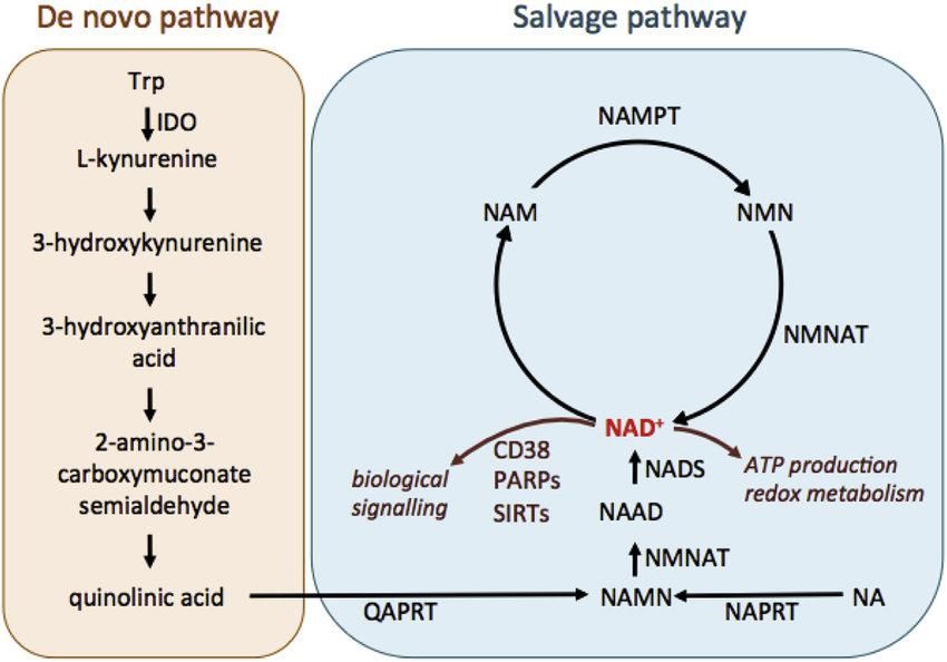 NMN|派络维——新一代升级版复方NMN亮相日本伊势丹,弥补NMN缺陷