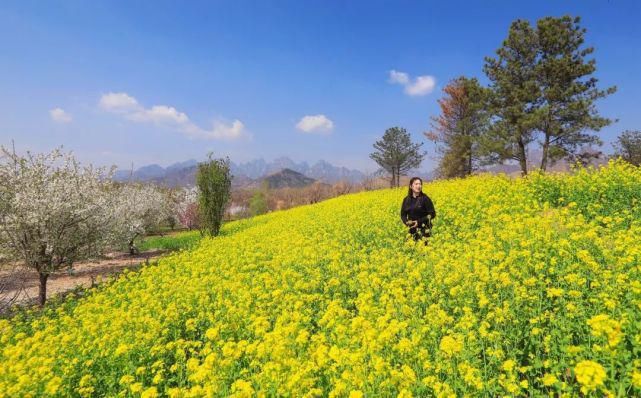 实拍，实拍，4月3日狼牙山万亩花海实拍来啦！