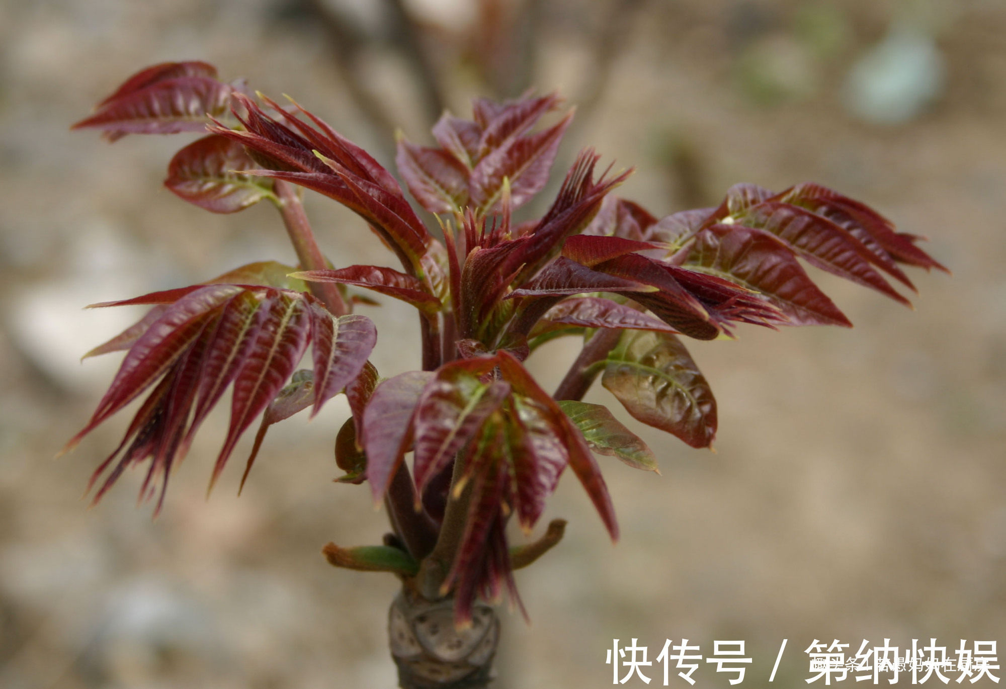 美味|春季必吃的8种野菜,鲜嫩美味有营养,错过又得等一年