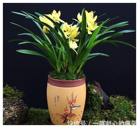 兰花怎么也养不好,用这1料养兰花,养根壮根,长势贼旺