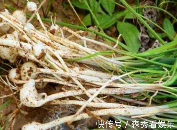 野菜|广西农村最好吃的野菜,很多人叫不出名字,你吃过几种