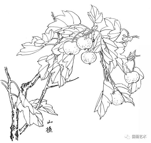  白描|花卉白描图谱选页分享