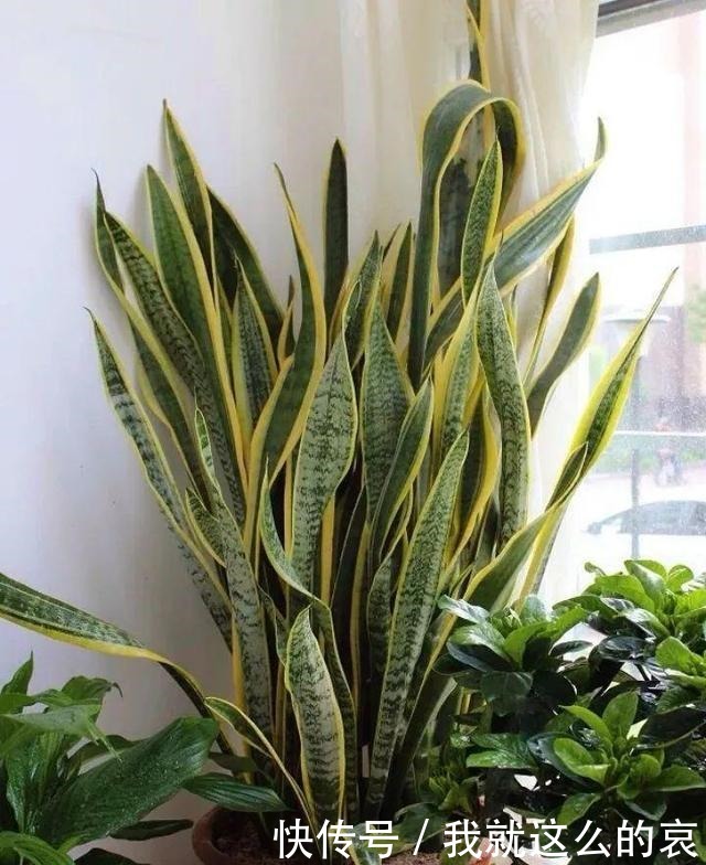 虎皮兰“僵住了”死活不长个,3个“舒服法”,新芽新叶嗖嗖冒!