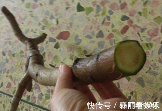 老桩|玉树喜欢喝“酸水”，10天喝一次，枝条“老得快”，开成大花树