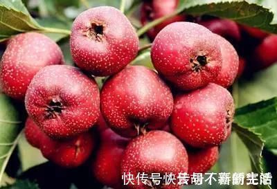 长寿老人|长寿老人最爱吃的水果,每天吃一个,防癌,促进消化,谁吃谁受益