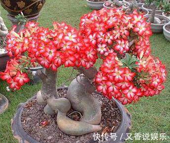 基质|不要再养绿萝吊兰了,这种花既漂亮又好养,一年四季开花不断!