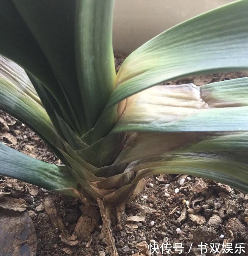 君子兰不长叶、不开花9月开始，浇水摻点“小颗粒”，入冬开花