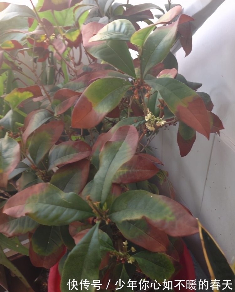 叶片|桂花叶片干尖,焦尖?问题全在这里,一步到位,叶子油绿花香十里