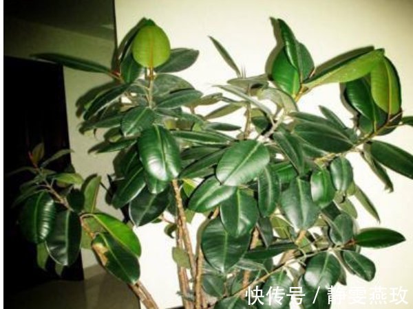 旺宅招财|不要再养绿萝了，客厅养上3种“树”，旺宅招财还养人，寓意还好