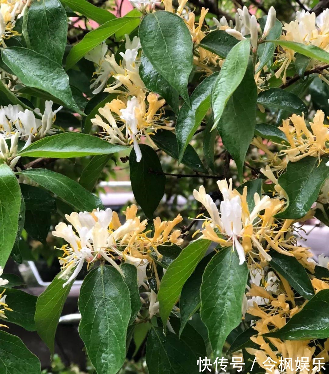 老中医最爱的8种花,一盆堪比小药箱,摘片叶子就能泡水喝!