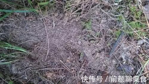 营养土还在买？3种东西混一混，变成万能花土，养啥旺啥！