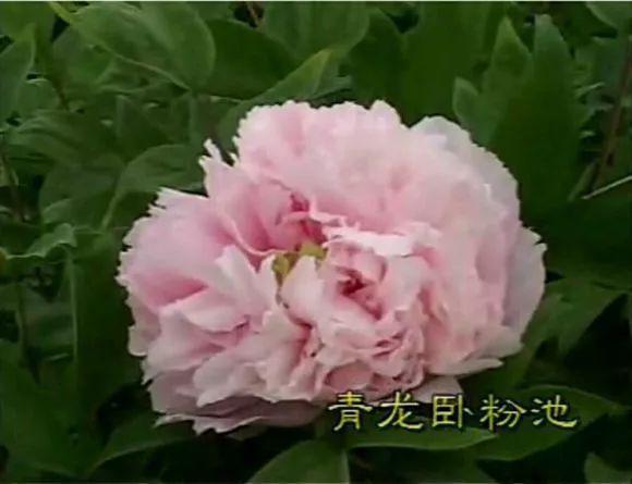 喜欢牡丹花，却一不小心买到芍药！附牡丹花品种图鉴大全